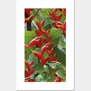 heliconia bihai Posters and Art